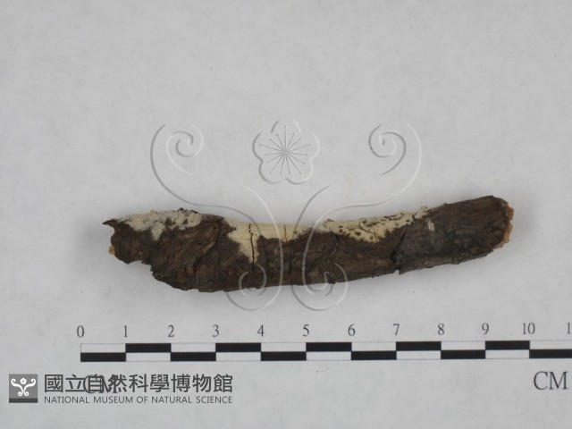 登錄號:F0025170藏品圖，第5張