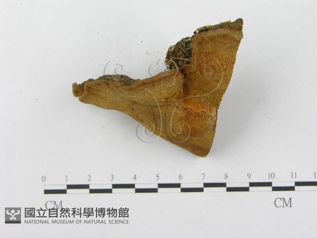 登錄號:F0014070藏品圖，第5張