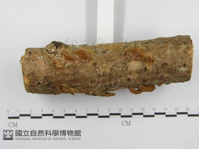 木層孔菌屬藏品圖，第5張