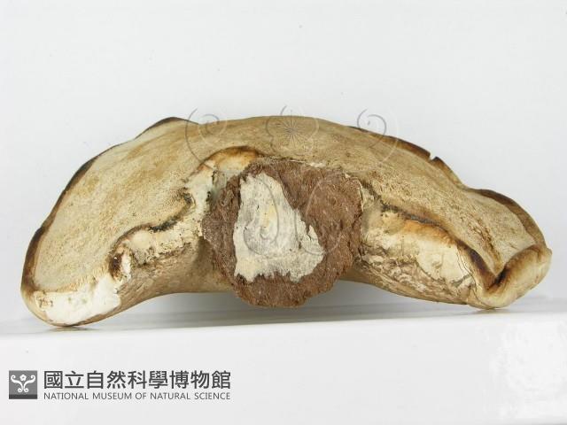 登錄號:F0015266藏品圖，第5張