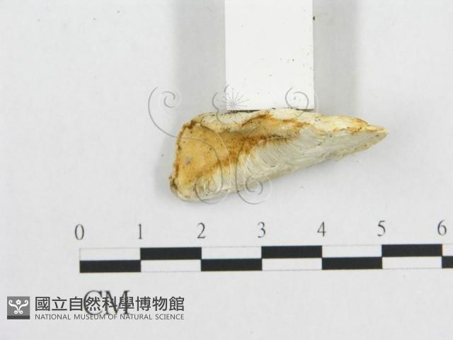 登錄號:F0017866藏品圖，第5張
