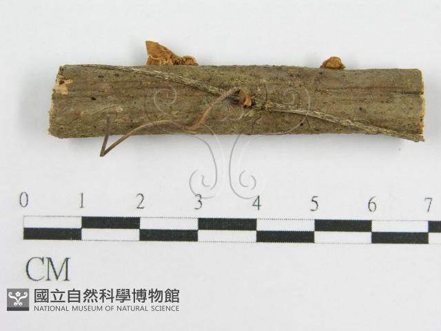 微皮傘屬藏品圖，第5張