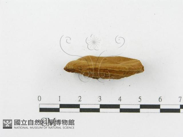 登錄號:F0002966藏品圖，第5張