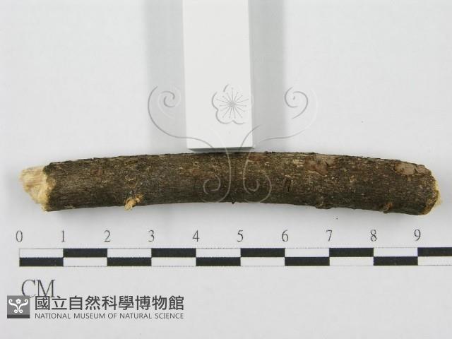 筍殼菌屬藏品圖，第5張