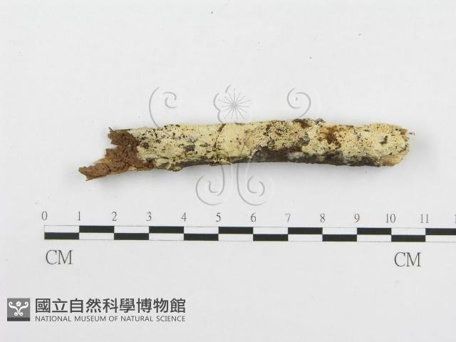 絲齒菌屬藏品圖，第5張