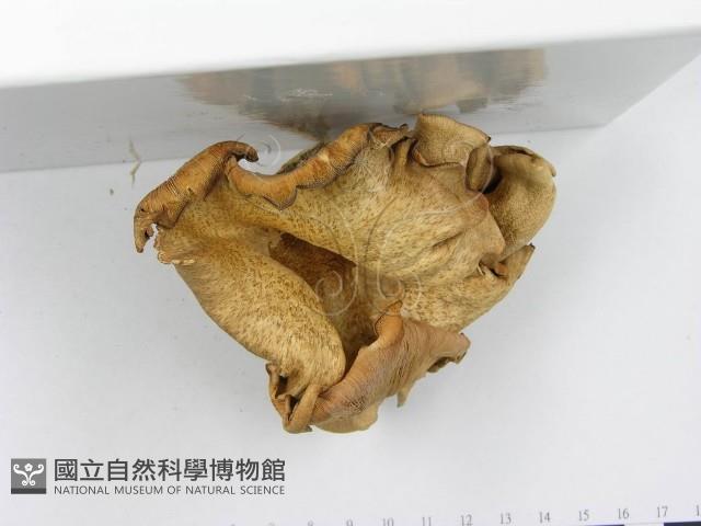 登錄號:F0014766藏品圖，第5張