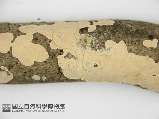 登錄號:F0002766藏品圖，第5張