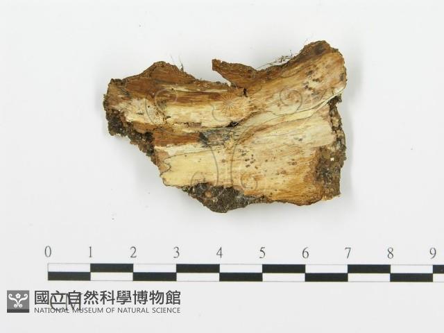 登錄號:F0019766藏品圖，第5張