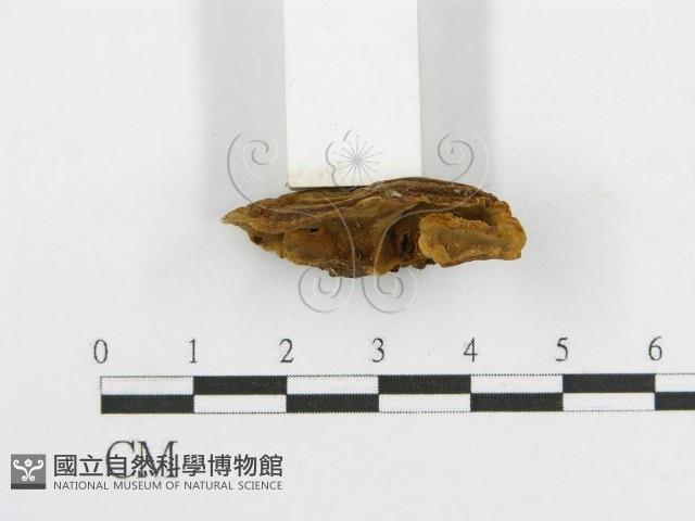 登錄號:F0004166藏品圖，第5張