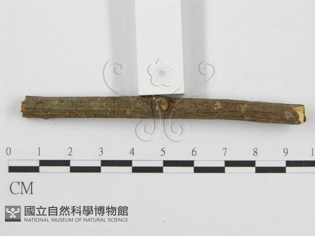 筍殼菌屬藏品圖，第5張