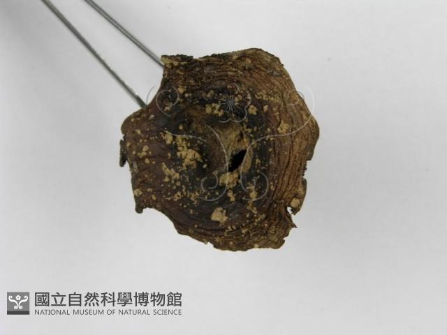 紅菇屬藏品圖，第5張