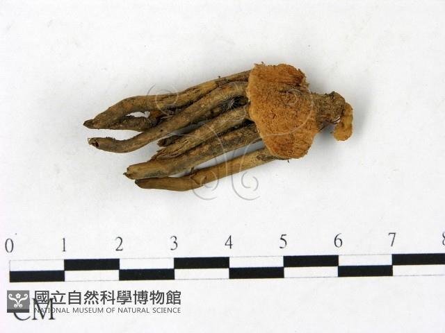 小皮傘屬藏品圖，第5張
