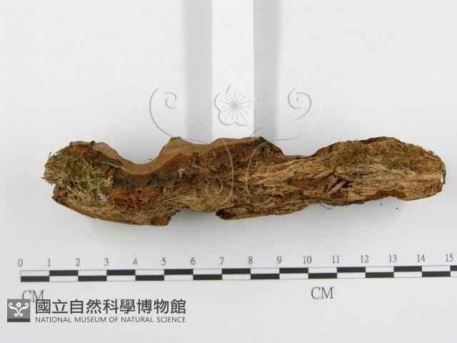 登錄號:F0004626藏品圖，第5張