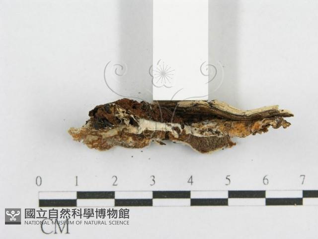 登錄號:F0003626藏品圖，第5張