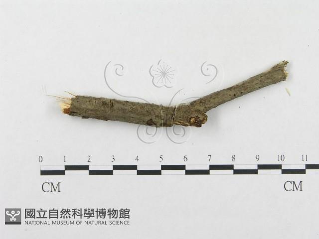 登錄號:F0014726藏品圖，第5張