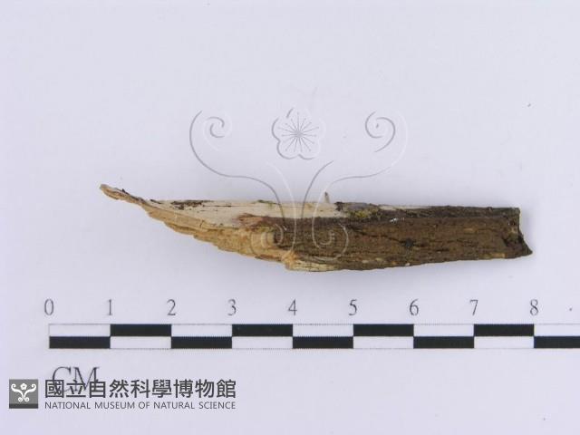 登錄號:F0013726藏品圖，第5張