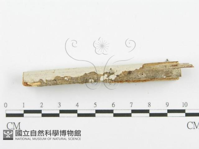 登錄號:F0000526藏品圖，第5張