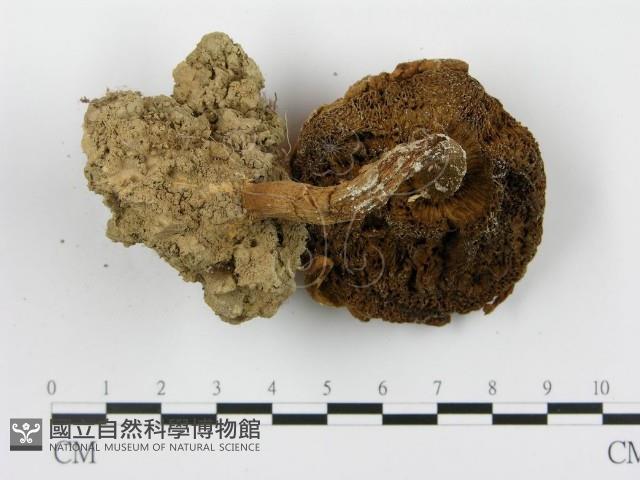 登錄號:F0012526藏品圖，第5張