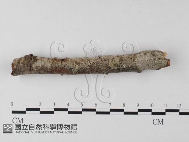 登錄號:F0025526藏品圖，第5張