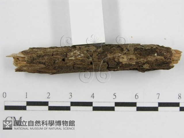 微皮傘屬藏品圖，第5張