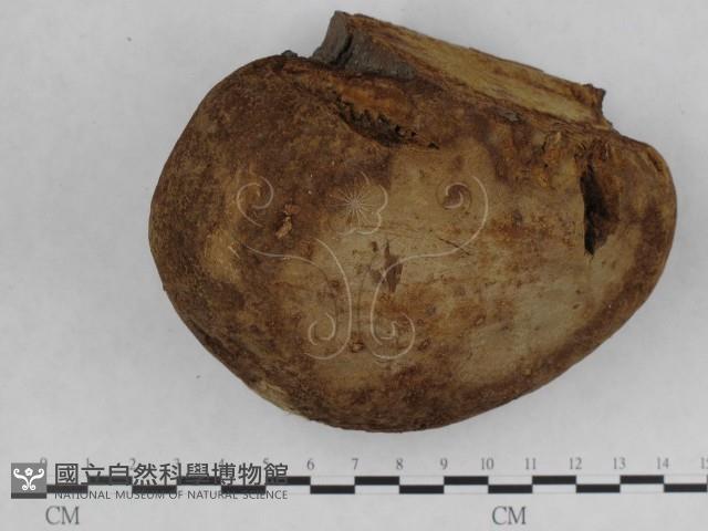 金邊纖孔菌藏品圖，第6張