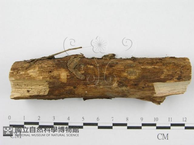 登錄號:F0004806藏品圖，第5張