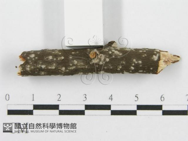 筍殼菌屬藏品圖，第5張