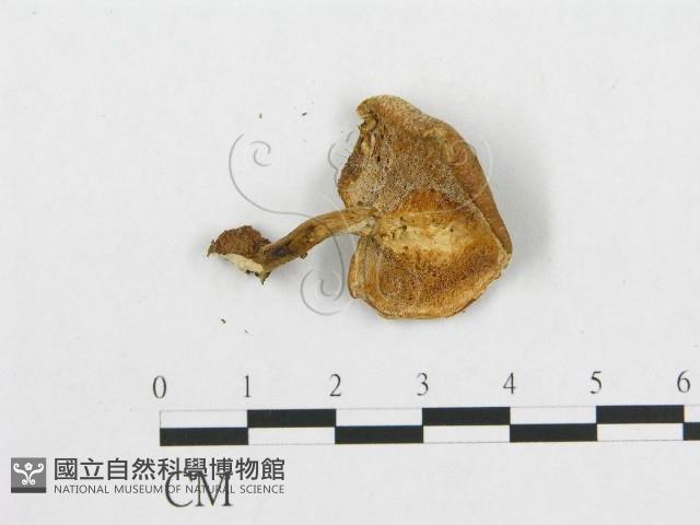 登錄號:F0005906藏品圖，第5張