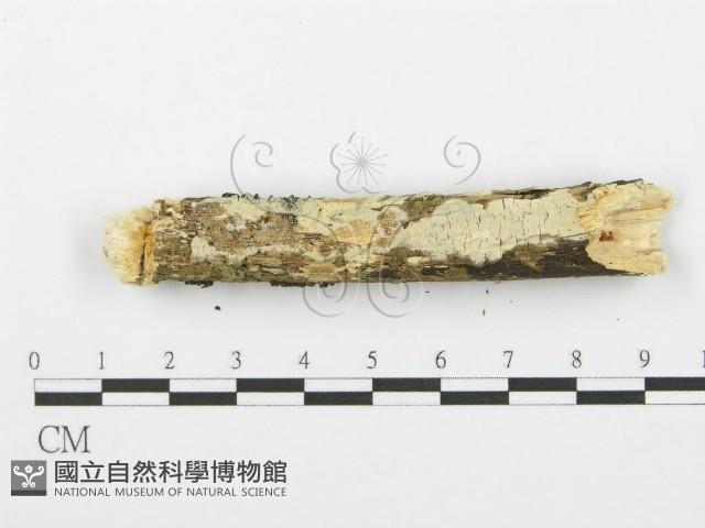 登錄號:F0001606藏品圖，第5張