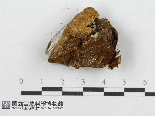 登錄號:F0017606藏品圖，第5張