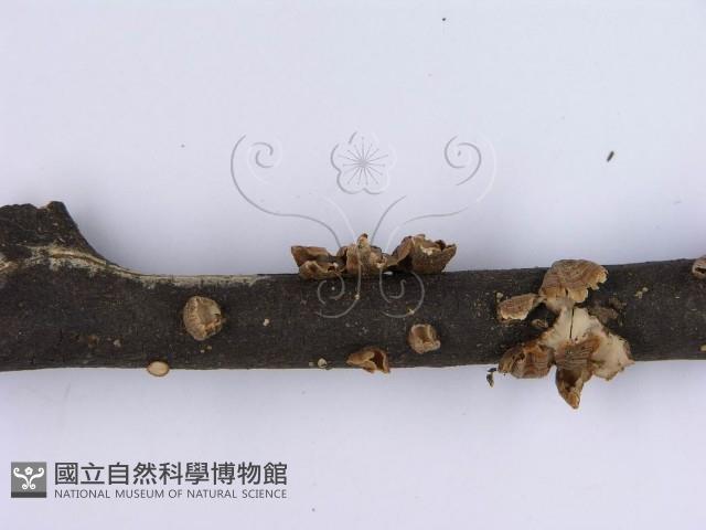 蠔韌革菌藏品圖，第5張