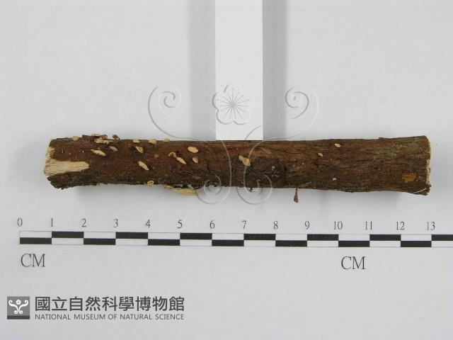 登錄號:F0013406藏品圖，第5張