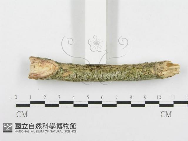 登錄號:F0020506藏品圖，第5張