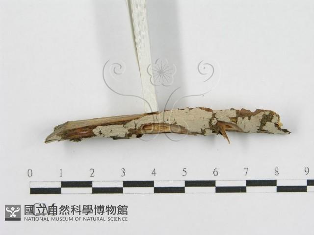 登錄號:F0010506藏品圖，第5張