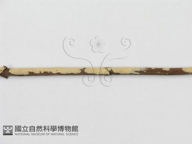 登錄號:F0004506藏品圖，第5張