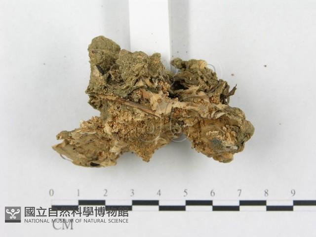 登錄號:F0014506藏品圖，第5張