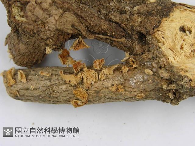 微皮傘屬藏品圖，第5張