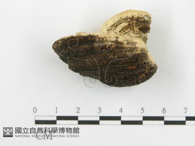 登錄號:F0006106藏品圖，第5張