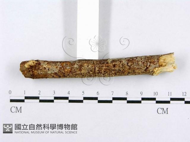 射脈菌屬藏品圖，第5張