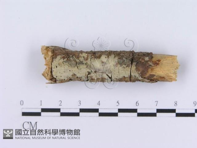 登錄號:F0003006藏品圖，第5張