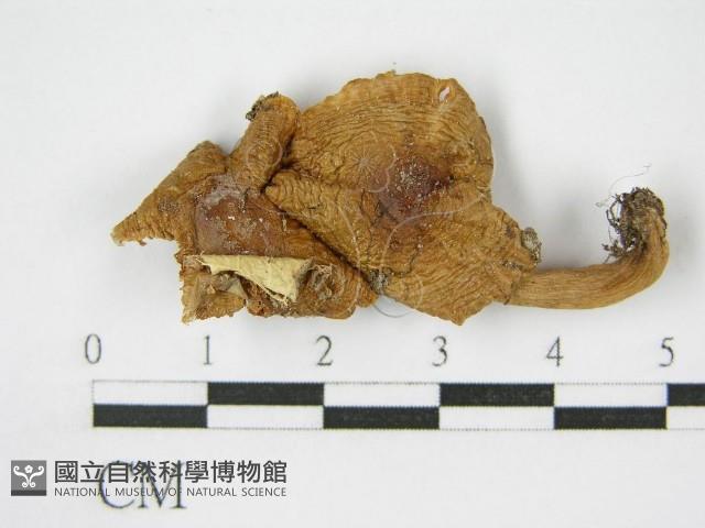 登錄號:F0011216藏品圖，第5張