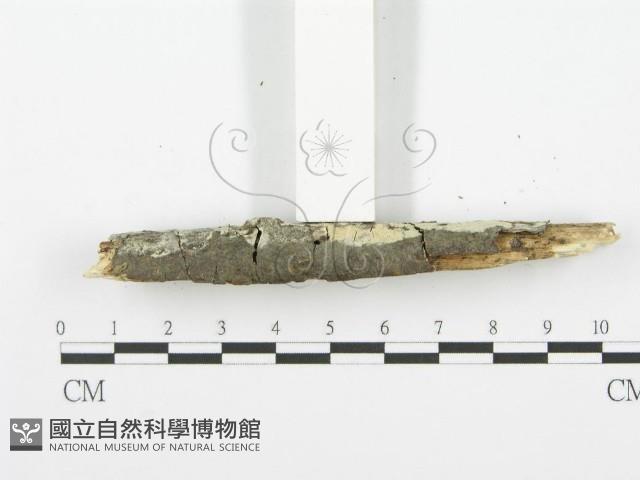 登錄號:F0001616藏品圖，第5張