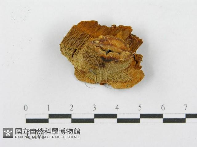 登錄號:F0017616藏品圖，第5張