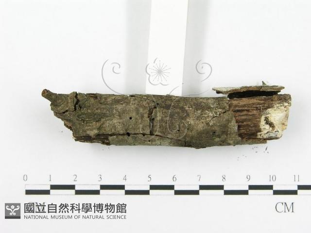 登錄號:F0020416藏品圖，第5張