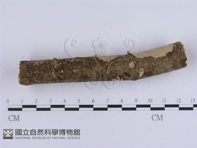 登錄號:F0000516藏品圖，第5張