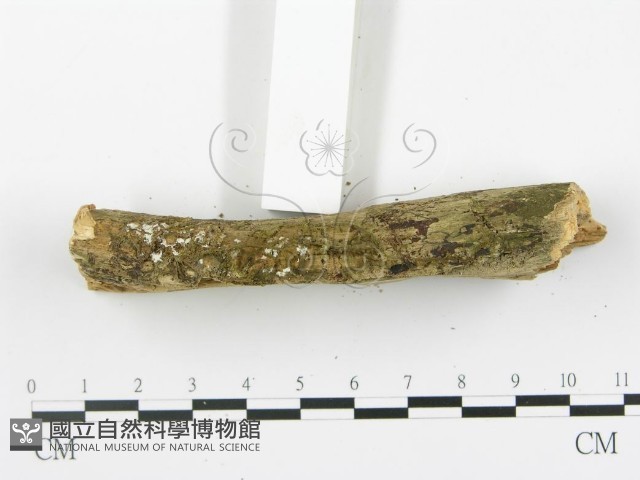登錄號:F0001516藏品圖，第5張
