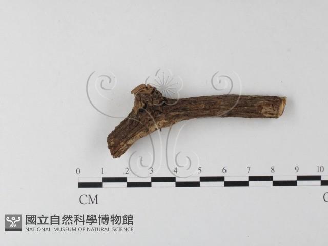 登錄號:F0005116藏品圖，第5張