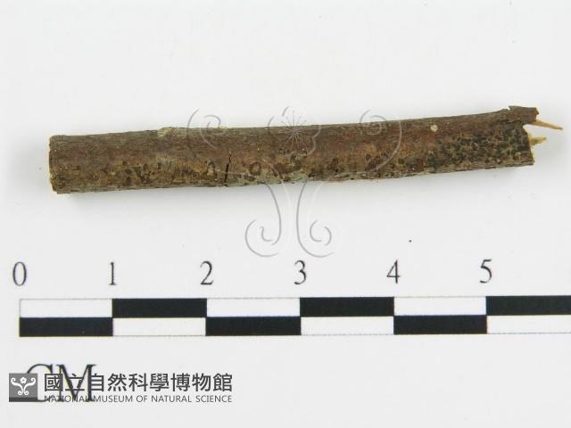 盤革菌屬藏品圖，第5張