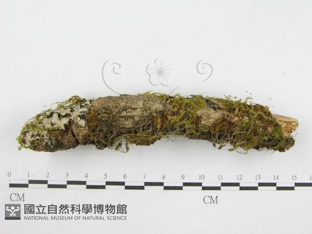 登錄號:F0008856藏品圖，第5張