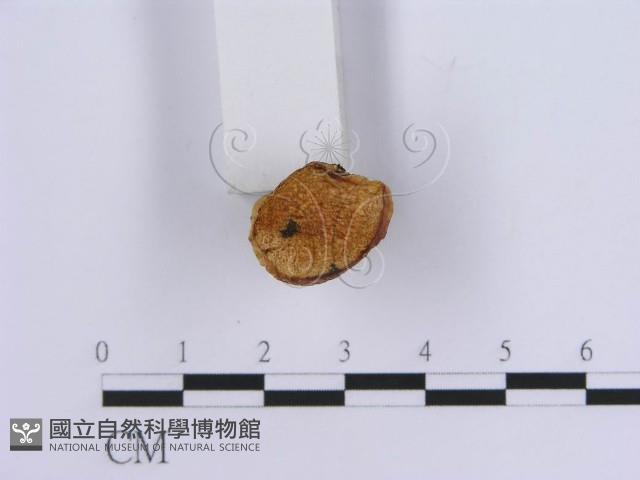 登錄號:F0019956藏品圖，第5張